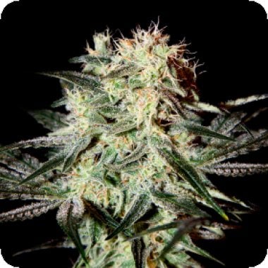 Green House Cannabis Seeds Arjan S Strawberry Haze