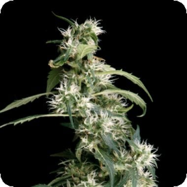 Green House Cannabis Seeds Arjan S Ultra Haze 2