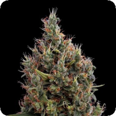 Green House Cannabis Seeds Big Bang Auto