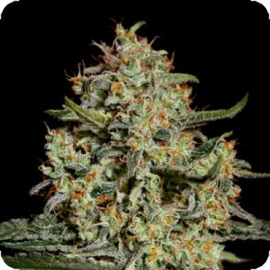 Green House Cannabis Seeds Big Bang