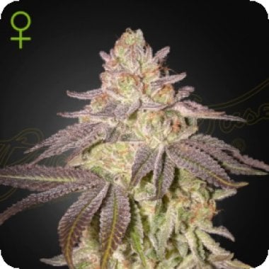 Green House Cannabis Seeds Black Toffee Auto