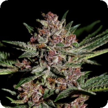 Green House Cannabis Seeds Bubba Kush