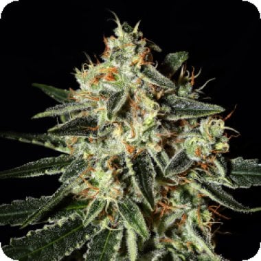 Green House Cannabis Seeds Cheese