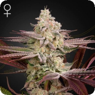 Green House Cannabis Seeds Chemical Bride