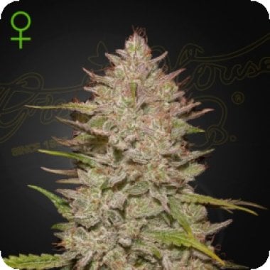 Green House Cannabis Seeds Chemical Candy Auto