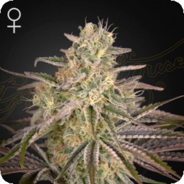 Green House Cannabis Seeds Cloudwalker