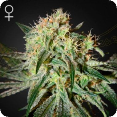 Green House Cannabis Seeds Dam Sour