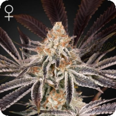 Green House Cannabis Seeds Dark Pheonix