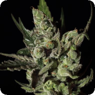 Green House Cannabis Seeds Exodus Cheese