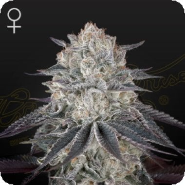Green House Cannabis Seeds Fullgas