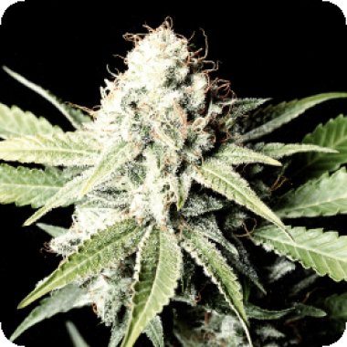 Green House Cannabis Seeds Great White Shark