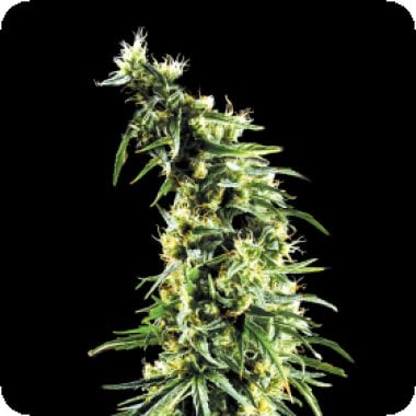 Green House Cannabis Seeds Hawaiian Snow