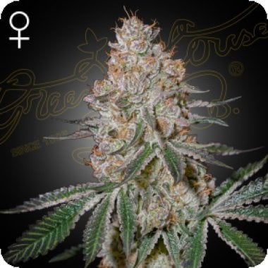 Green House Cannabis Seeds Highcloudz