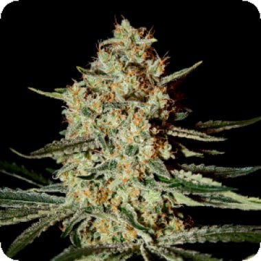 Green House Cannabis Seeds Himalaya Gold