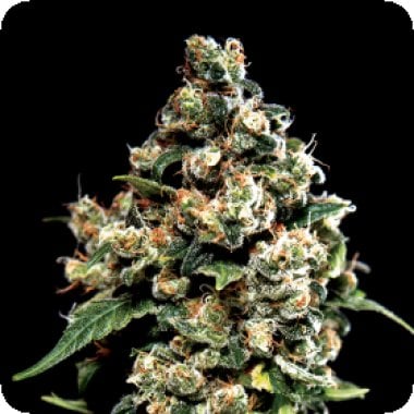 Green House Cannabis Seeds Jack Herer