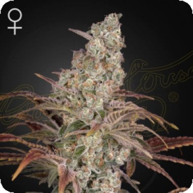 Green House Cannabis Seeds Jack S Dream