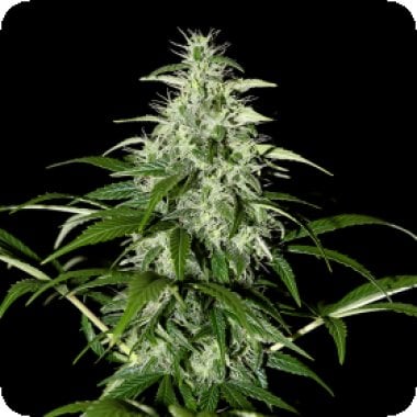Green House Cannabis Seeds Kalashnikova Auto