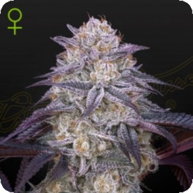 Green House Cannabis Seeds King S Juice Auto