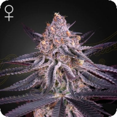 Green House Cannabis Seeds King S Juice