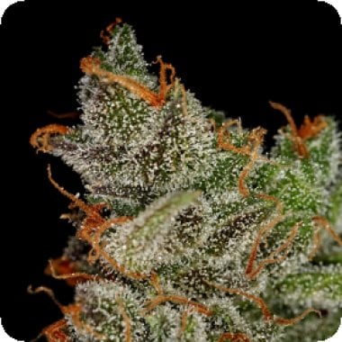 Green House Cannabis Seeds King S Kush