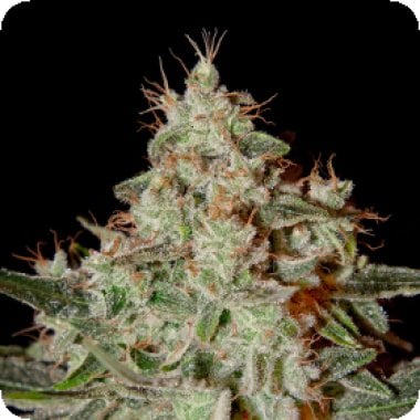Green House Cannabis Seeds Lemon Skunk