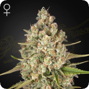 Green House Cannabis Seeds Lost Pearl