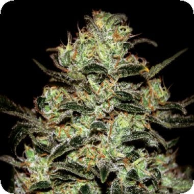 Green House Cannabis Seeds Moby Dick