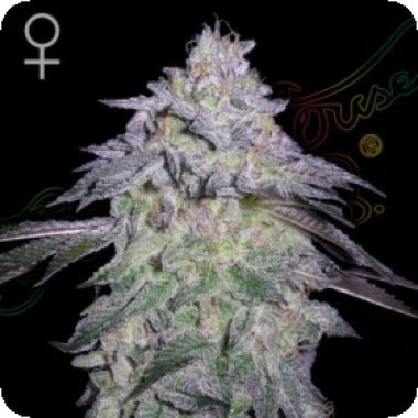 Green House Cannabis Seeds Nori Cake
