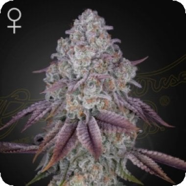 Green House Cannabis Seeds Persian Pie