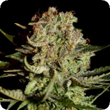 Green House Cannabis Seeds Super Bud
