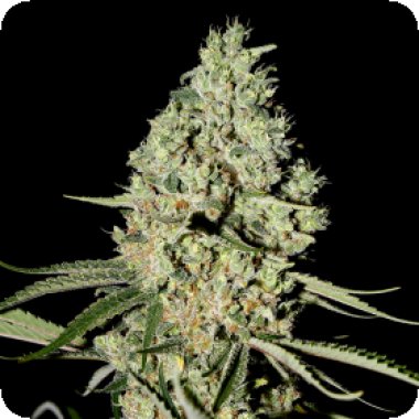 Green House Cannabis Seeds Super Critical