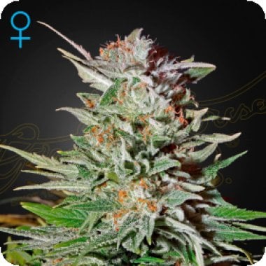 Green House Cannabis Seeds Super Lemon Haze Auto
