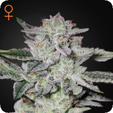 Green House Cannabis Seeds Sweet Valley Kush