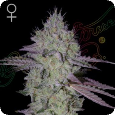 Green House Cannabis Seeds Tarte Tatin
