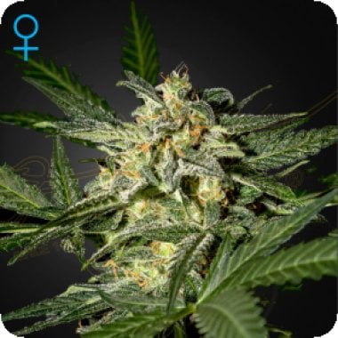 Green House Cannabis Seeds White Widow Auto