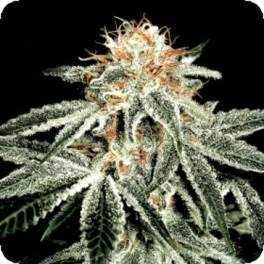 Green House Cannabis Seeds White Widow