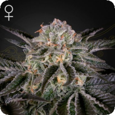 Green House Cannabis Seeds Wonder Pie