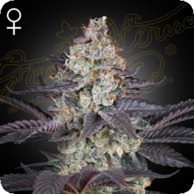 Green House Cannabis Seeds Ztrawberry