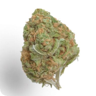 Growers Choice Cannabis Seeds Banana Glue