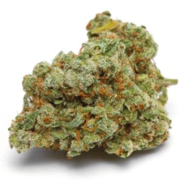 Growers Choice Cannabis Seeds Banana Sherbet Xl Auto