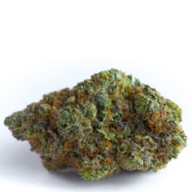 Growers Choice Cannabis Seeds Blue Forest Berry Auto
