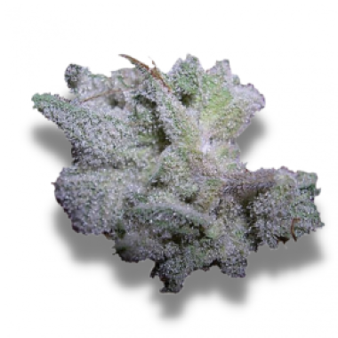 Growers Choice Cannabis Seeds Brain Damage Auto