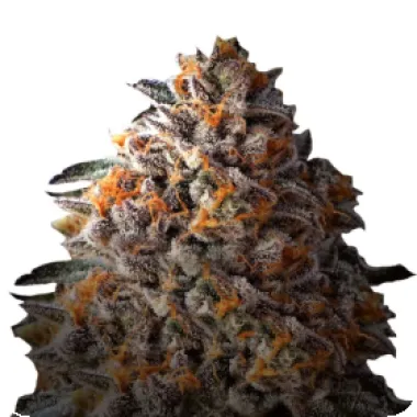 Growers Choice Cannabis Seeds Bruce Banner Iii Auto