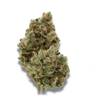 Growers Choice Cannabis Seeds Frosty Gelato