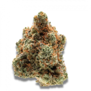 Growers  Choice  Cannabis  Seeds  Monkey  Glue