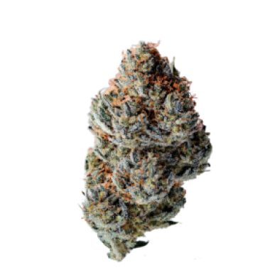 Growers Choice Cannabis Seeds Toad Venom Auto