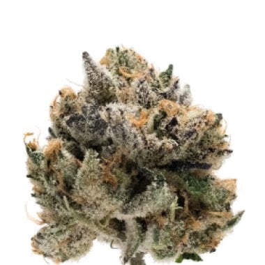 Growers Choice Cannabis Seeds Tropical Cookies Double Xl Auto