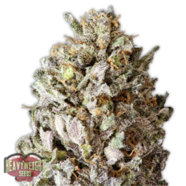 Heavyweight Cannabis Seeds Diesel Drift