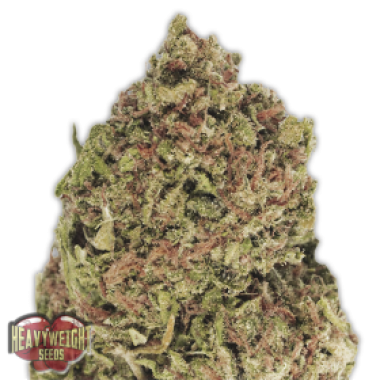 Heavyweight Cannabis Seeds Dream Machine