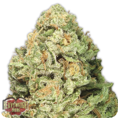 Heavyweight Cannabis Seeds Fruit Punch